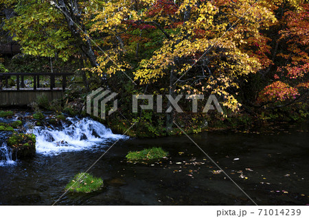 北海道 京極ふきだし公園(秋 紅葉) 北海道 京極ふきだし公園(秋 紅葉) 71014239
