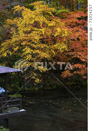 北海道 京極ふきだし公園（秋 紅葉） 71014257