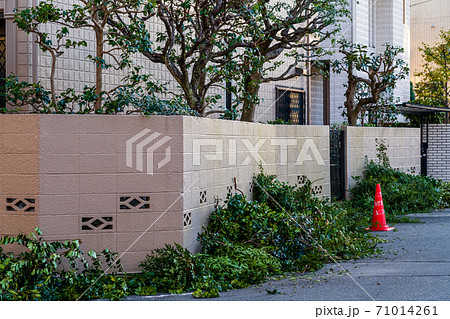 植木職人の仕事 庭木の手入 植木職人の仕事 庭木の手入 71014261
