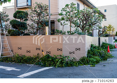 植木職人の仕事 庭木の手入 植木職人の仕事 庭木の手入 71014263