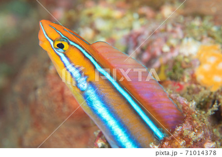 巣穴から上半身を出して笑顔で外を見る鮮やかな魚|水中写真 巣穴から上半身を出して笑顔で外を見る鮮やかな魚|水中写真 71014378