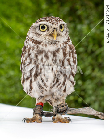 portrait of a Brown white young Little Owl 71014564