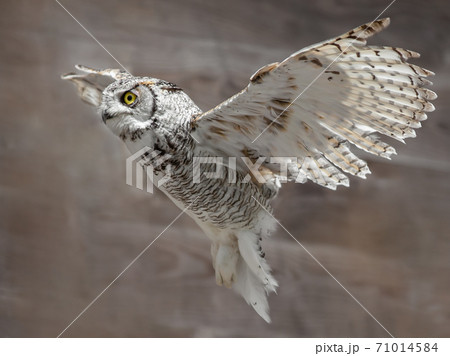 Eurasian Eagle-Owl in flight in a birdshow Eurasian Eagle-Owl in flight in a birdshow 71014584