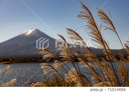 すすきの隙間から見る富士山 71014666