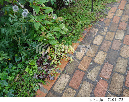 周りに植物を植えて緑で覆われたレンガのアプローチの写真素材