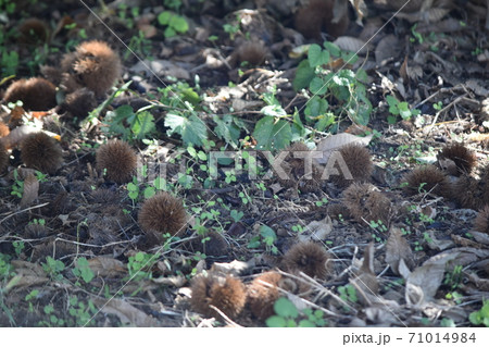 秋といえば栗でしょう 71014984