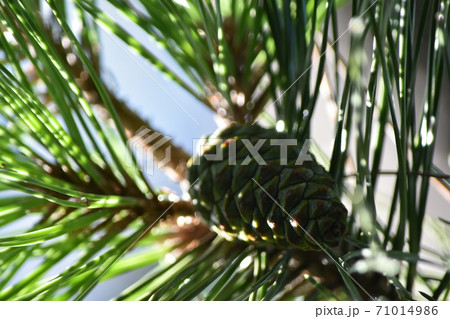 これから開く松ぼっくり 71014986