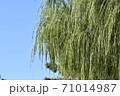 あまり見られなくなった柳の木 71014987