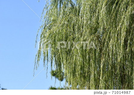 あまり見られなくなった柳の木 71014987
