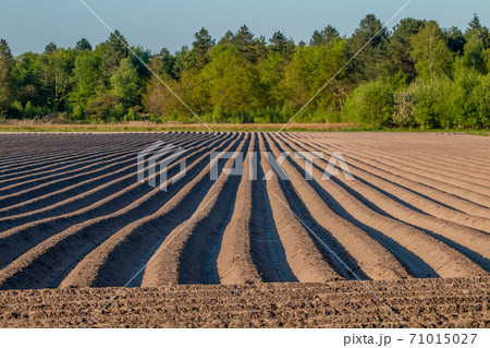 Lines in a potato field Lines in a potato field 71015027