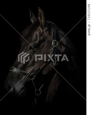 Black Photo of a horse 71015148