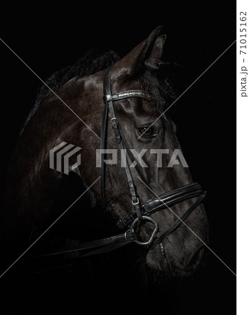 Black Photo mixed breed Gelderland horse 71015162