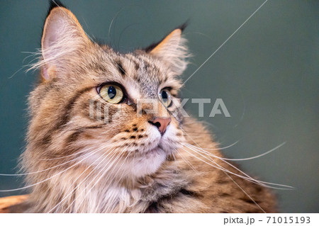 とても可愛い猫の写真 とても可愛い猫の写真 71015193