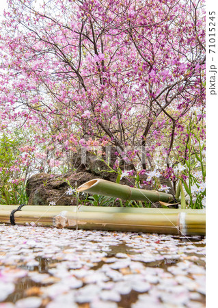 桜 桜 71015245
