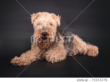 Welsh Terrier on a black background Welsh Terrier on a black background 71015276