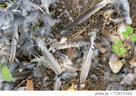 The feathers left over from the eaten bird lie on the ground 71015302