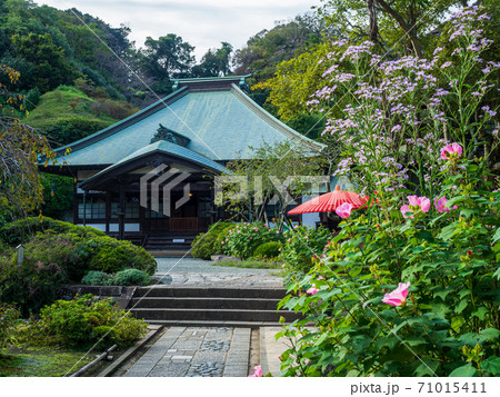 鎌倉・海蔵寺　本堂と秋の花 71015411
