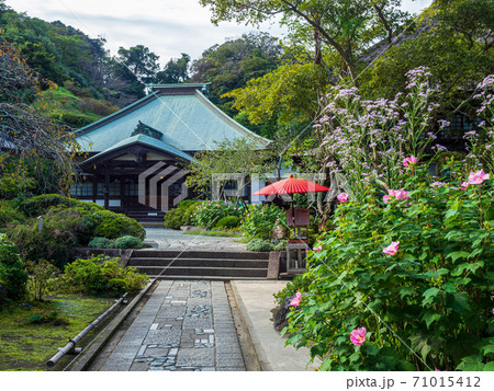 鎌倉・海蔵寺 本堂と秋の花 鎌倉・海蔵寺 本堂と秋の花 71015412