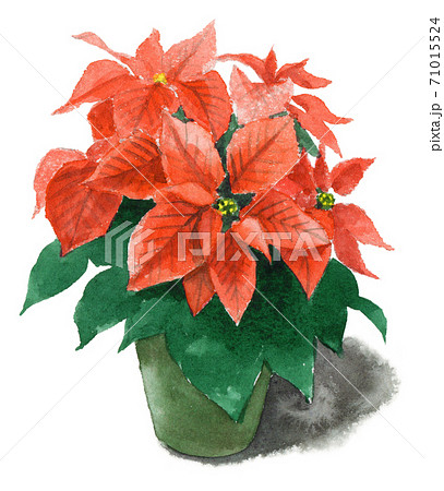 水彩で描いたポインセチアの鉢植えのイラスト素材