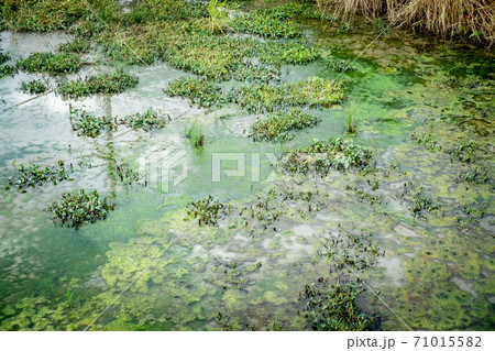 藻に覆われている汚い沼の写真の写真素材 71015582 Pixta 