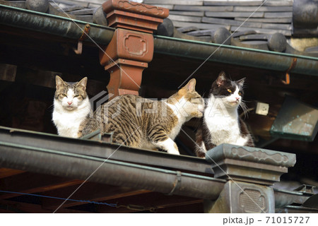 群馬県】伊勢崎神社 屋根の上の猫たちの写真素材 [71015727] - PIXTA