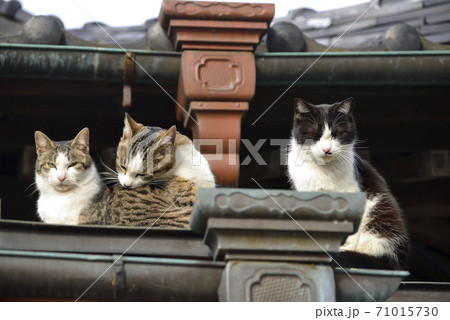 【群馬県】伊勢崎神社 屋根の上の猫たち 【群馬県】伊勢崎神社 屋根の上の猫たち 71015730