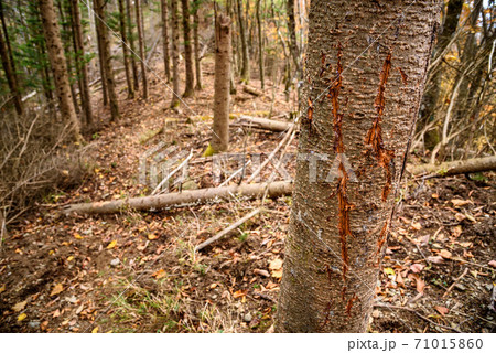 （山梨県）野生動物の襲撃 71015860