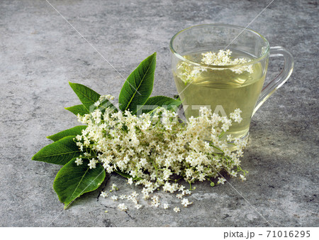 Drink from elder flowers Drink from elder flowers 71016295