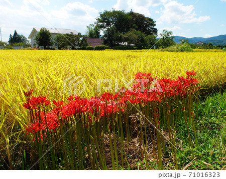 収穫前の黄金色の田んぼの手前に並んで咲く彼岸花 の写真素材
