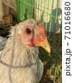 鶏 鳥 動物 71016680
