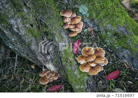 くりたけ　きのこ 71016697