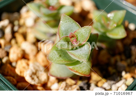 多肉植物 星の王子の写真素材 多肉植物 星の王子の写真素材