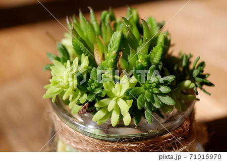 多肉植物 セダム寄せ植えの写真素材