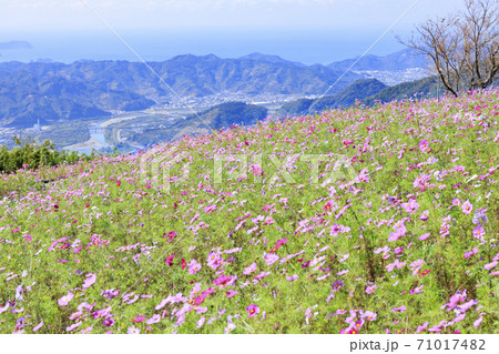 鷲ヶ峰コスモスパーク 満開のコスモス畑 鷲ヶ峰コスモスパーク 満開のコスモス畑 71017482