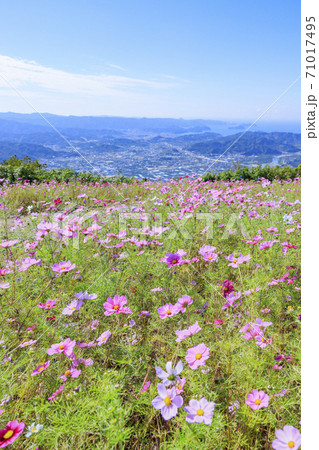 鷲ヶ峰コスモスパーク　満開のコスモス畑 71017495