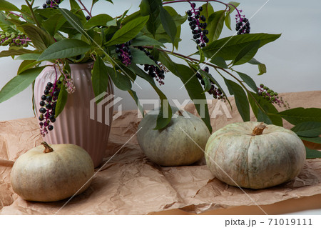 Real fresh gray pumpkin on paper background with fabric drapery. Real fresh gray pumpkin on paper background with fabric drapery. 71019111