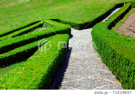 A stone path for pedestrian walks among boxwood of a green hedge on a sunny day. A stone path for pedestrian walks among boxwood of a green hedge on a sunny day. 71019697