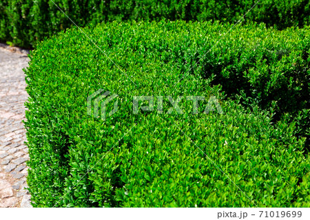 hedge walkway of evergreen boxwood close up plant. hedge walkway of evergreen boxwood close up plant. 71019699