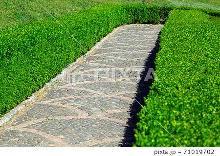 Stone path for hiking among the hedge of green boxwood on a sunny summer day. Stone path for hiking among the hedge of green boxwood on a sunny summer day. 71019702
