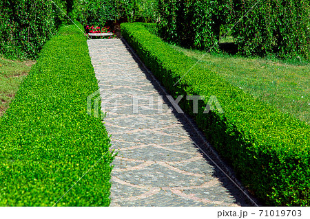 boxwood hedge from the deciduous bushes a green area in the garden with a stone pavement from the paving stones. boxwood hedge from the deciduous bushes a green area in the garden with a stone pavement from the paving stones. 71019703