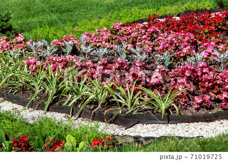 flowerbed with red blossoms and deciduous flowers with a path covered with pebbles, landscape design with a green lawn and plants close-up. 71019725