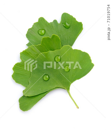 Gingo biloba leaves with water drop isolated on white backgrounds. 71019754