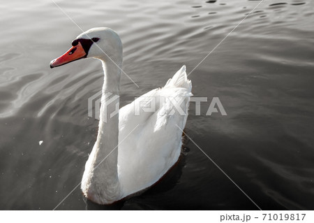 A lone white swan swims in water with copy space for text. 71019817