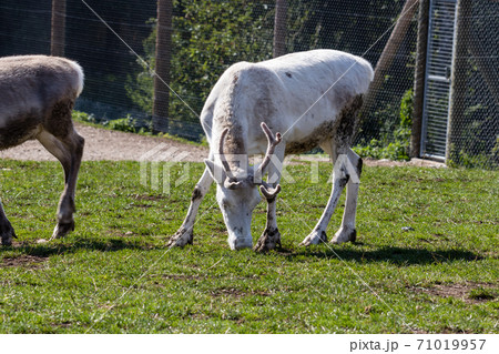 Reindeer eating grass in a group 71019957