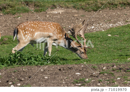 Deer stag in beautiful autumn forest in Jura Deer stag in beautiful autumn forest in Jura 71019970