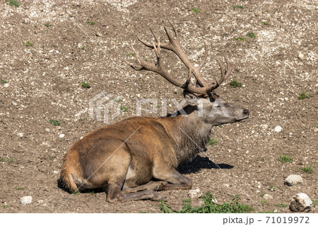 Deer stag in beautiful autumn forest in Jura 71019972