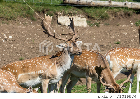 Deer stag in beautiful autumn forest in Jura 71019974