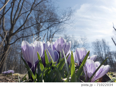 crocuses blooms in early spring on a bright background of blue sky 71022034