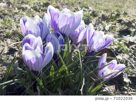 violet crocus blooms in early spring violet crocus blooms in early spring 71022036