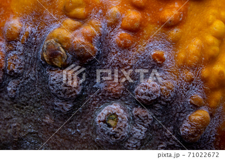 Beautiful black mold on the surface of the orange pumpkin. 71022672